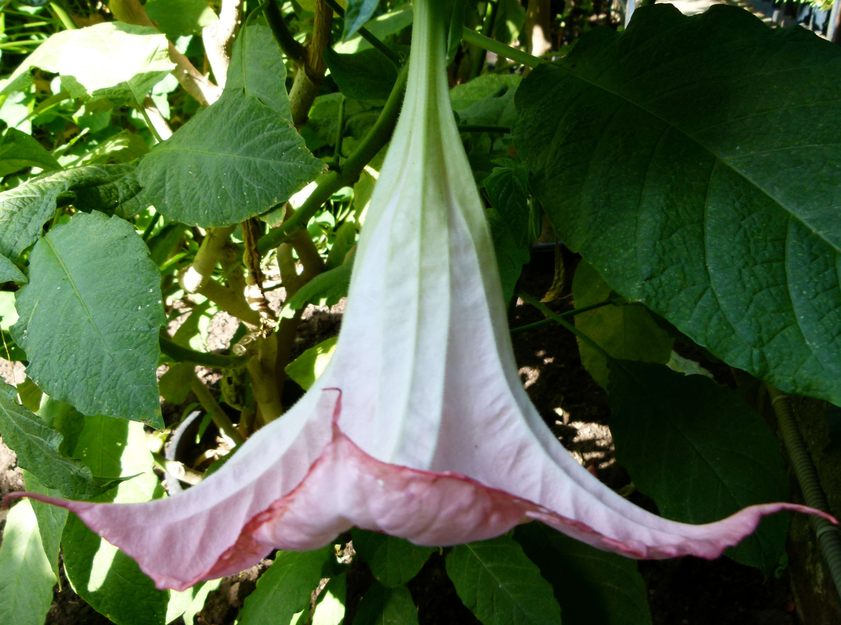 Image de Brugmansia insignis (Barb-Rodr.) T. E. Lockwood ex E. Wade Davis