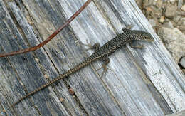 Image of Spotted Skink