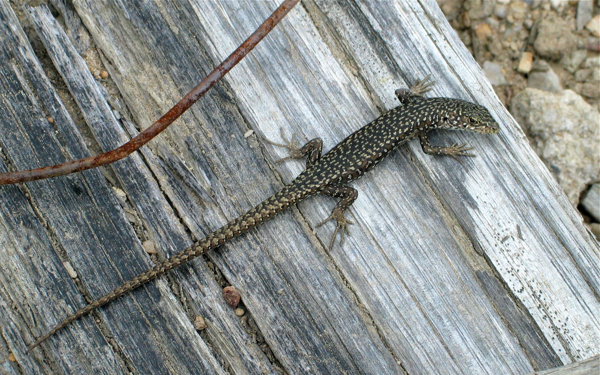 Image of Spotted Skink