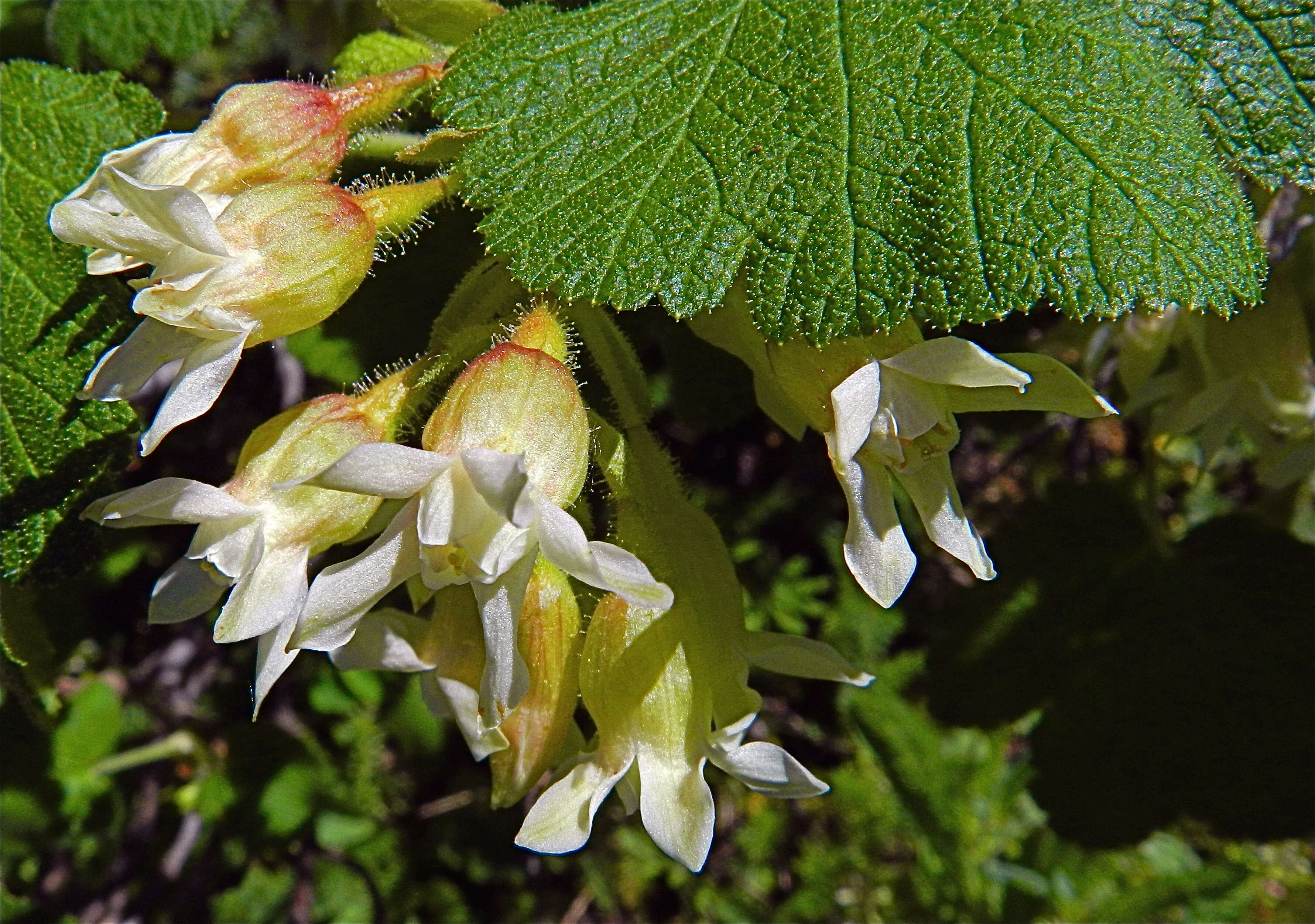 Image of sticky currant