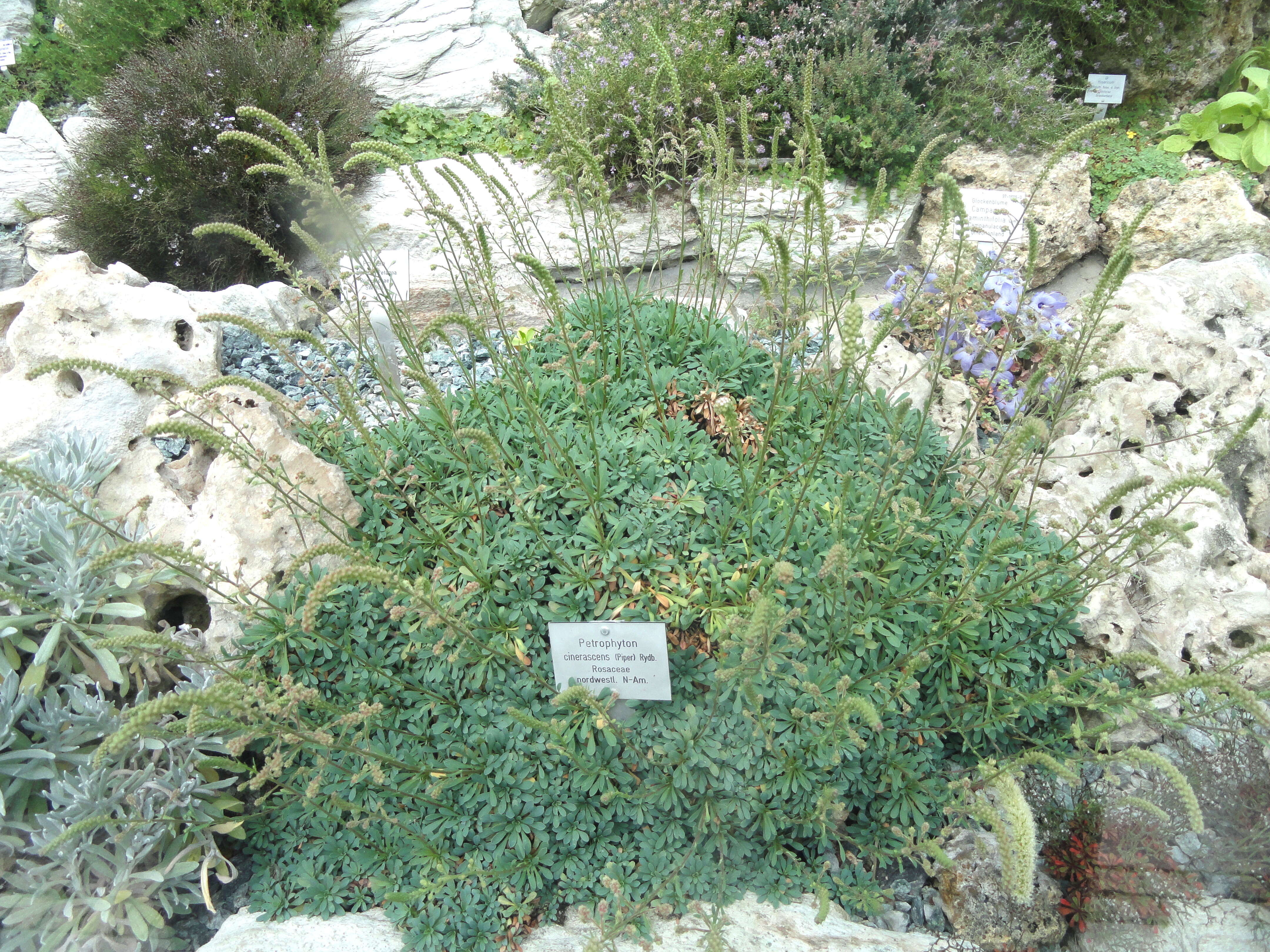 Image of halfshrub rockmat