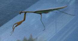 Image of Chinese mantis