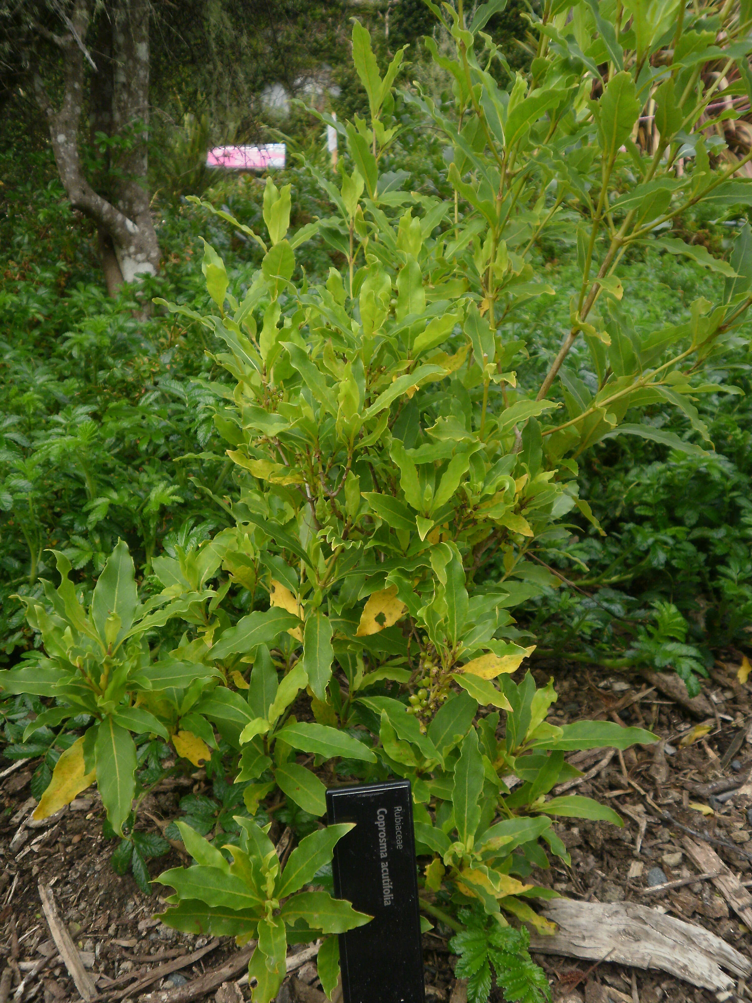 Image of Coprosma acutifolia Hook. fil.