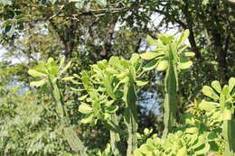 Image of Euphorbia royleana Boiss.