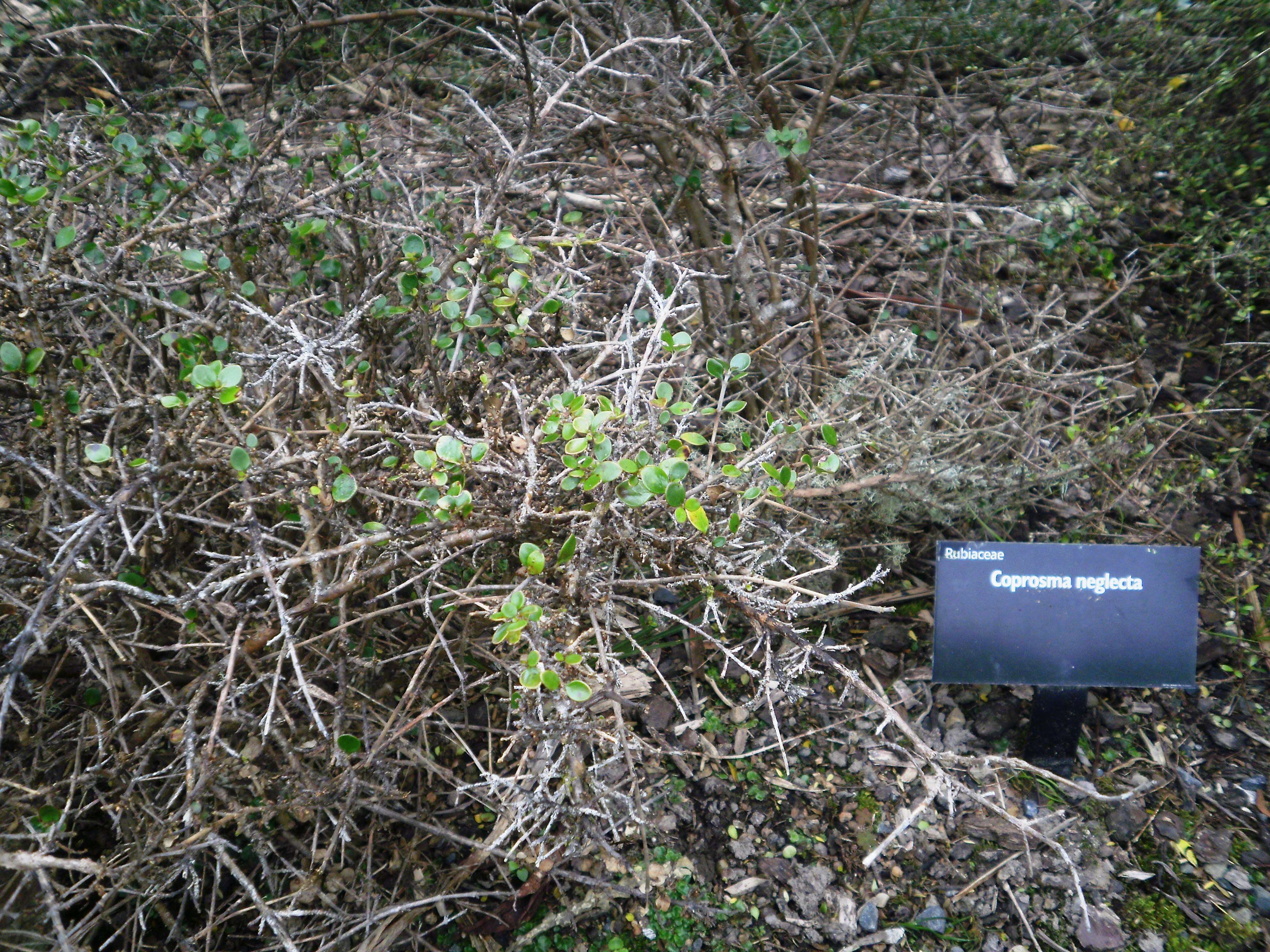 Image of Coprosma neglecta Cheeseman