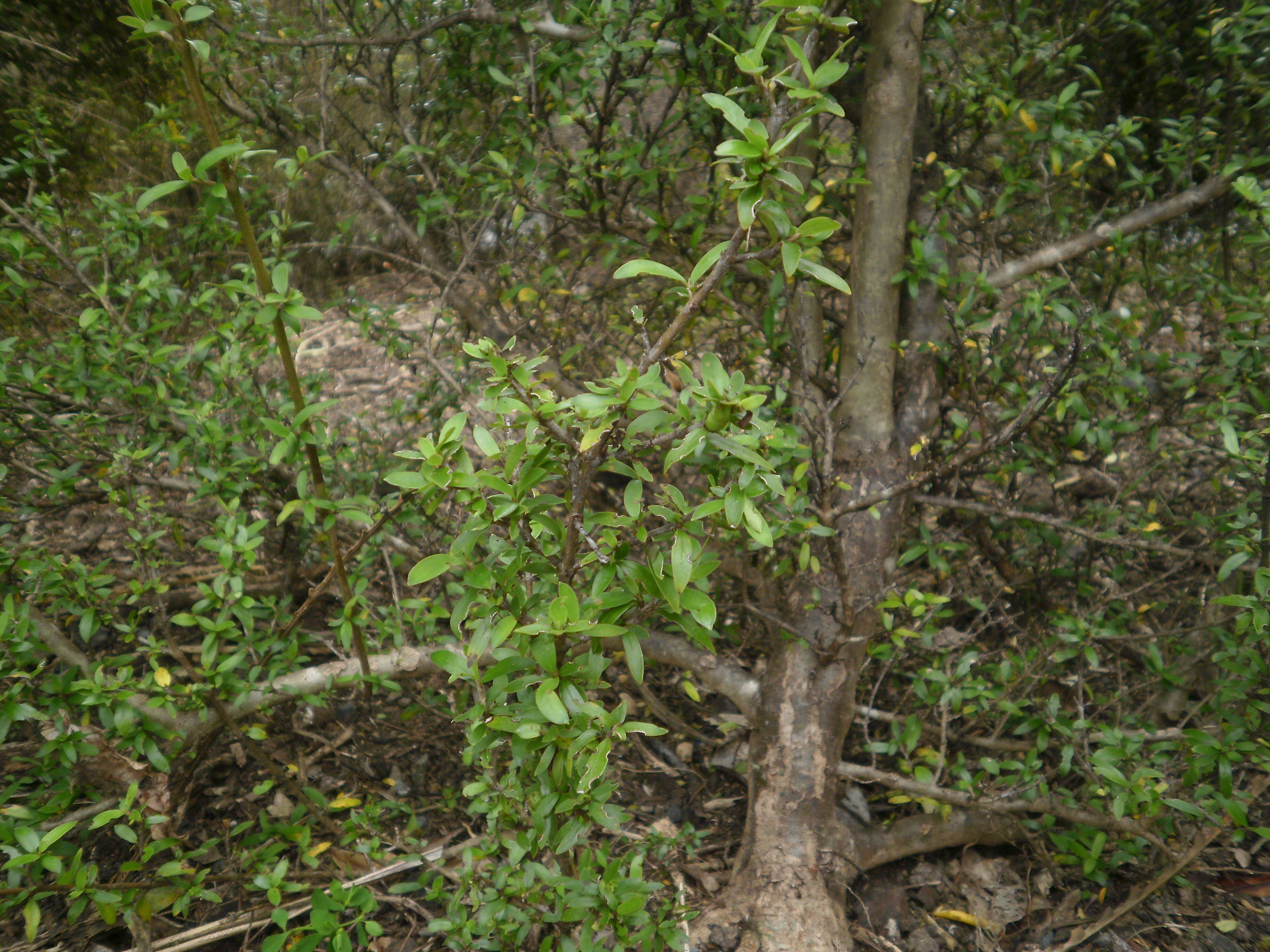 Imagem de Coprosma propinqua A. Cunn.