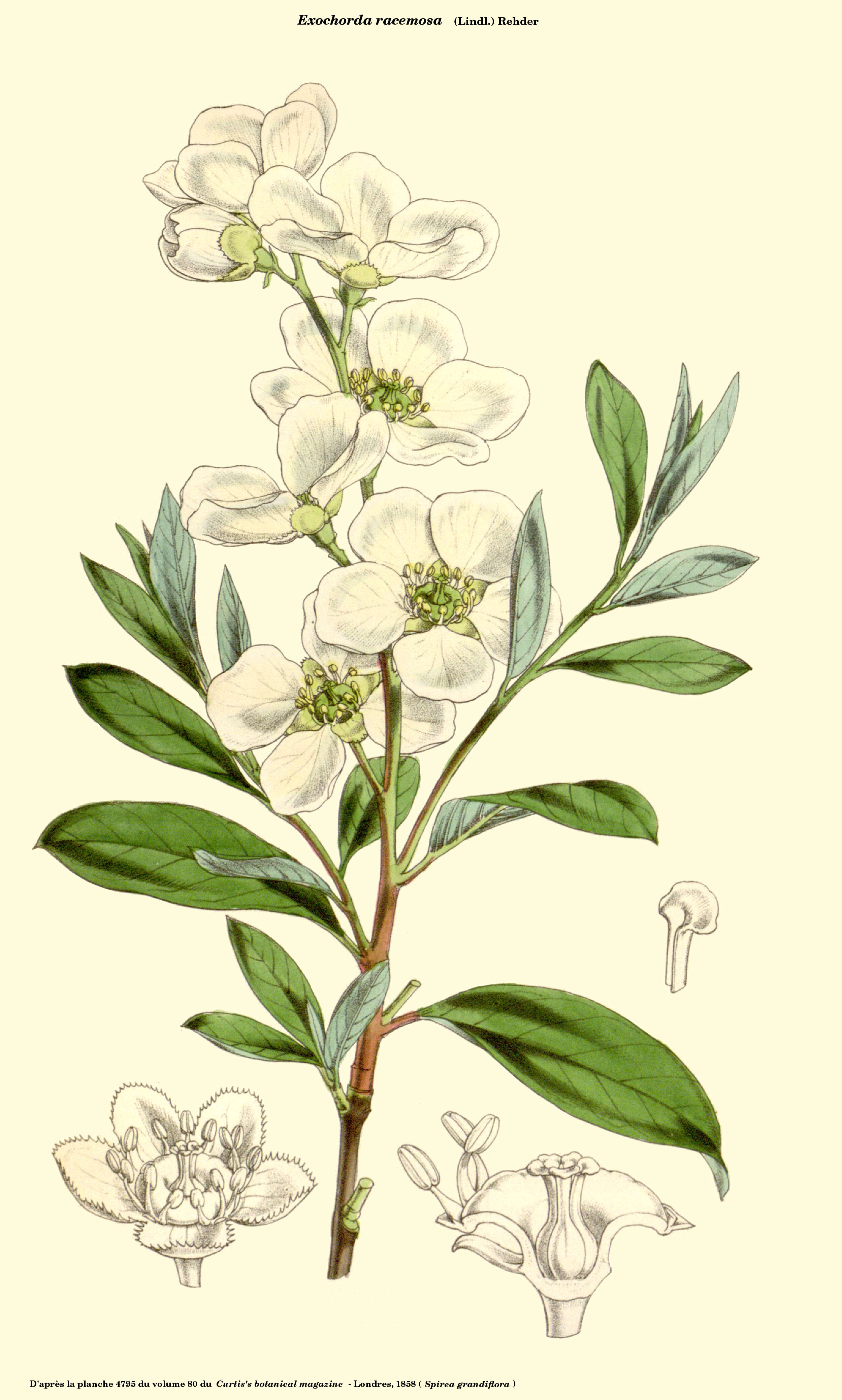 Image of common pearlbrush