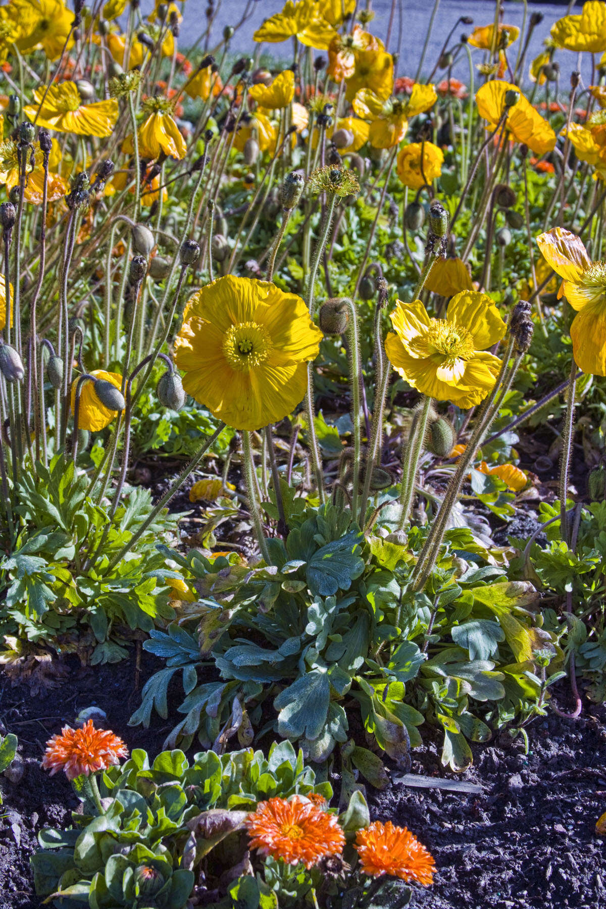 Image of Iceland Poppy