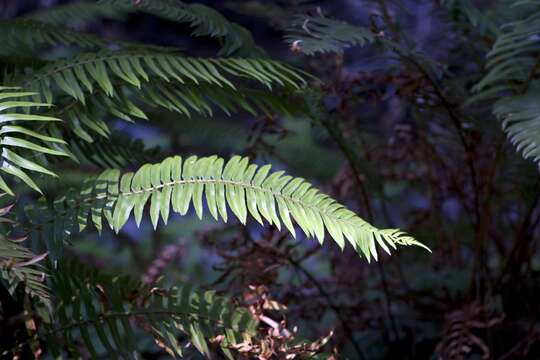 Image of western swordfern