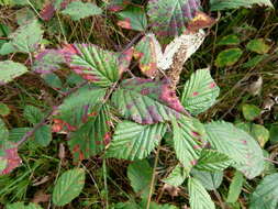 Слика од Rubus cochinchinensis Tratt.