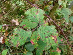 Imagem de Rubus cochinchinensis Tratt.