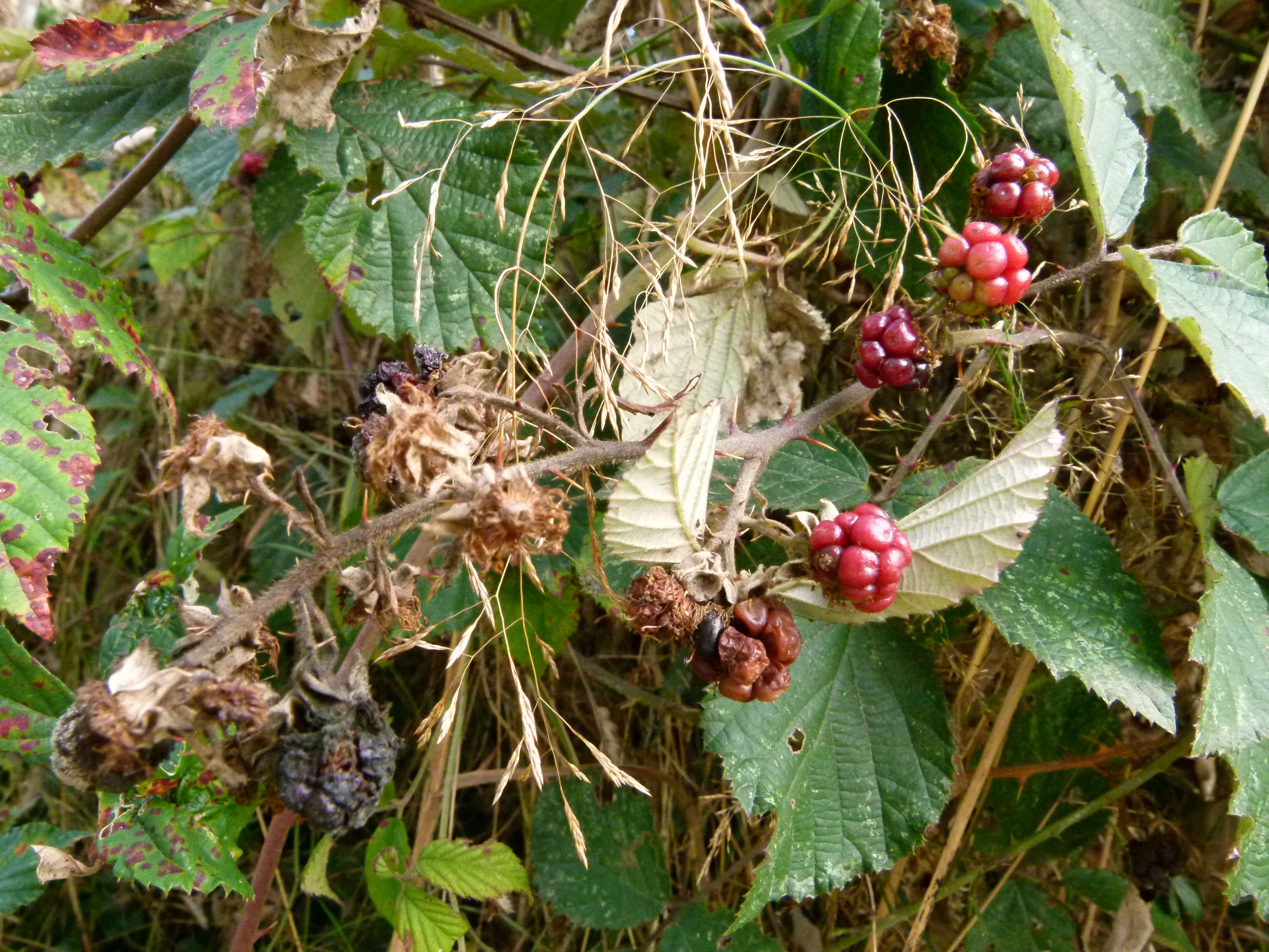 Imagem de Rubus cochinchinensis Tratt.