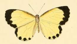 Sivun Citrinophila erastus (Hewitson 1866) kuva