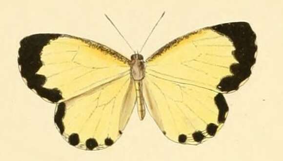 Image de Citrinophila erastus (Hewitson 1866)