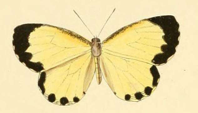 Imagem de Citrinophila erastus (Hewitson 1866)