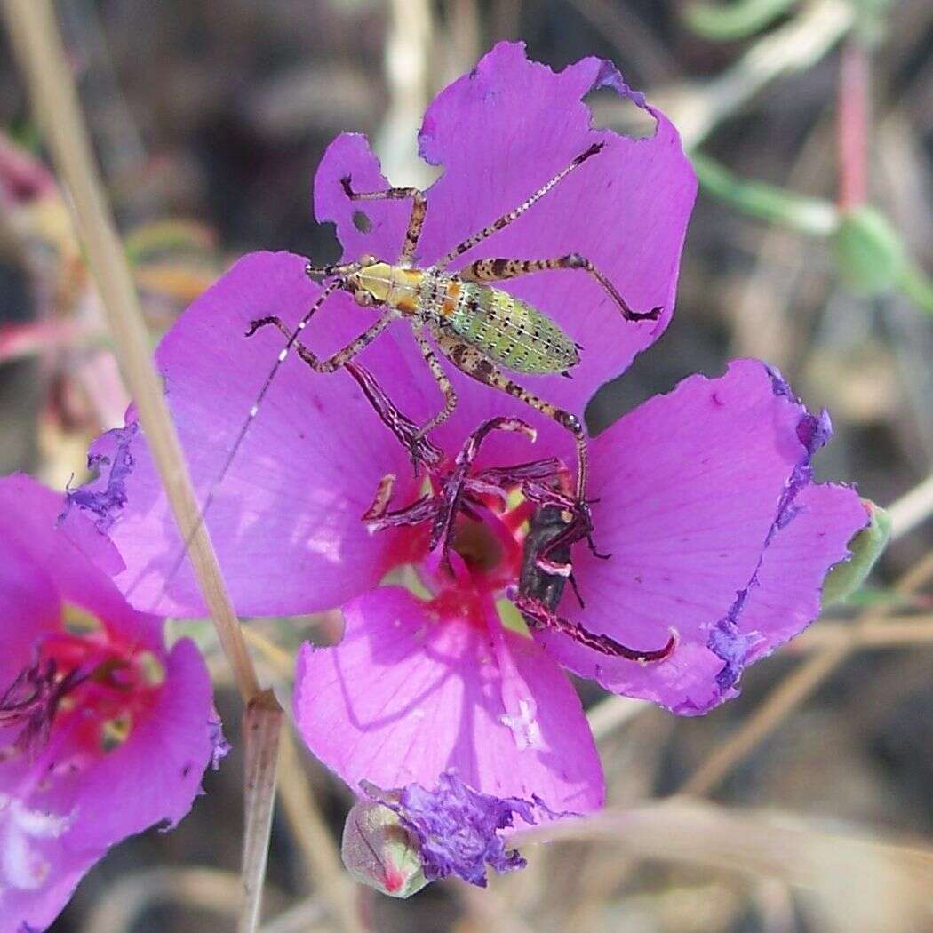 Image of Fork-tailed Bush Katydid