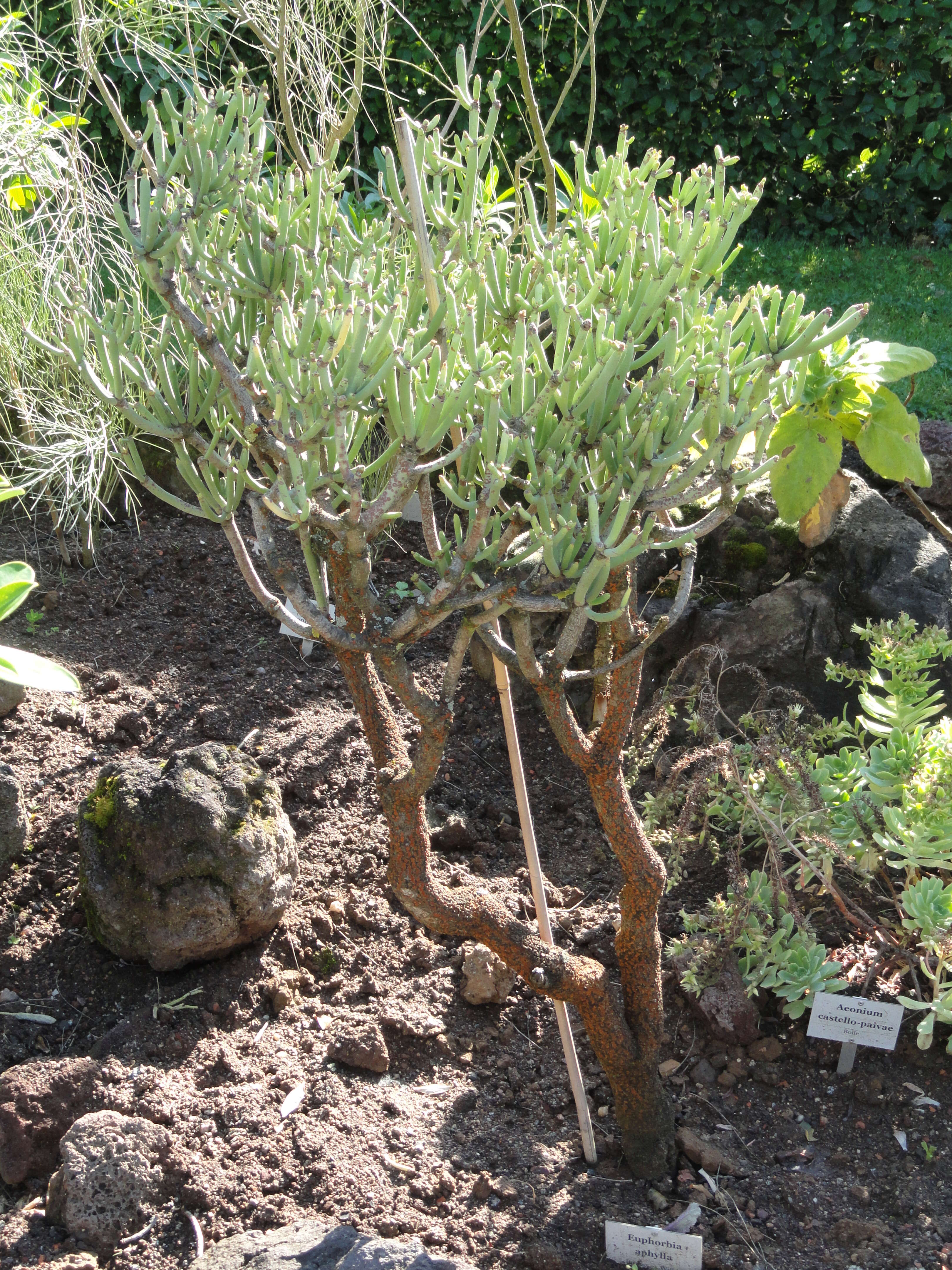 Image of Euphorbia aphylla Brouss. ex Willd.