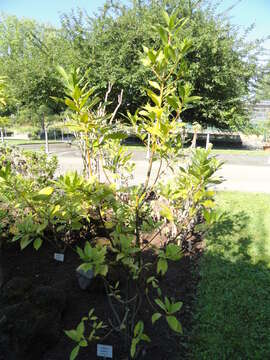 Image of Azores laurel