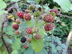 Image of Himalayan berry