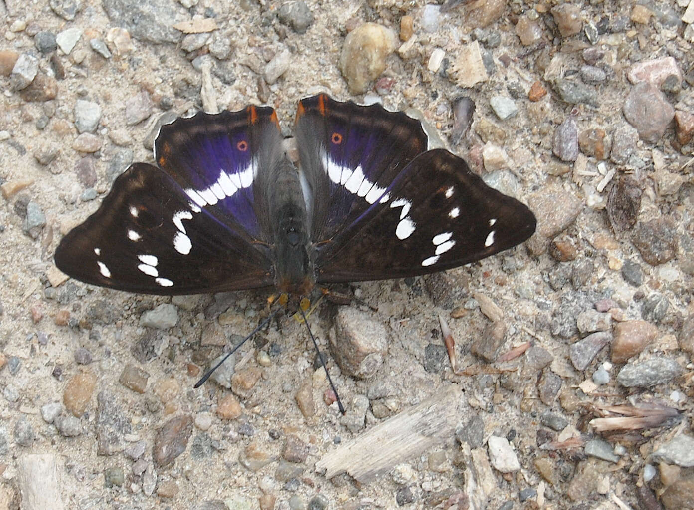 Image of purple emperor