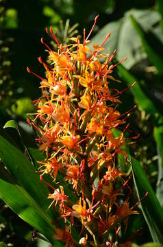 Image of Hedychium coccineum Buch.-Ham. ex Sm.