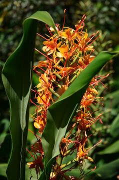 Image of Hedychium coccineum Buch.-Ham. ex Sm.