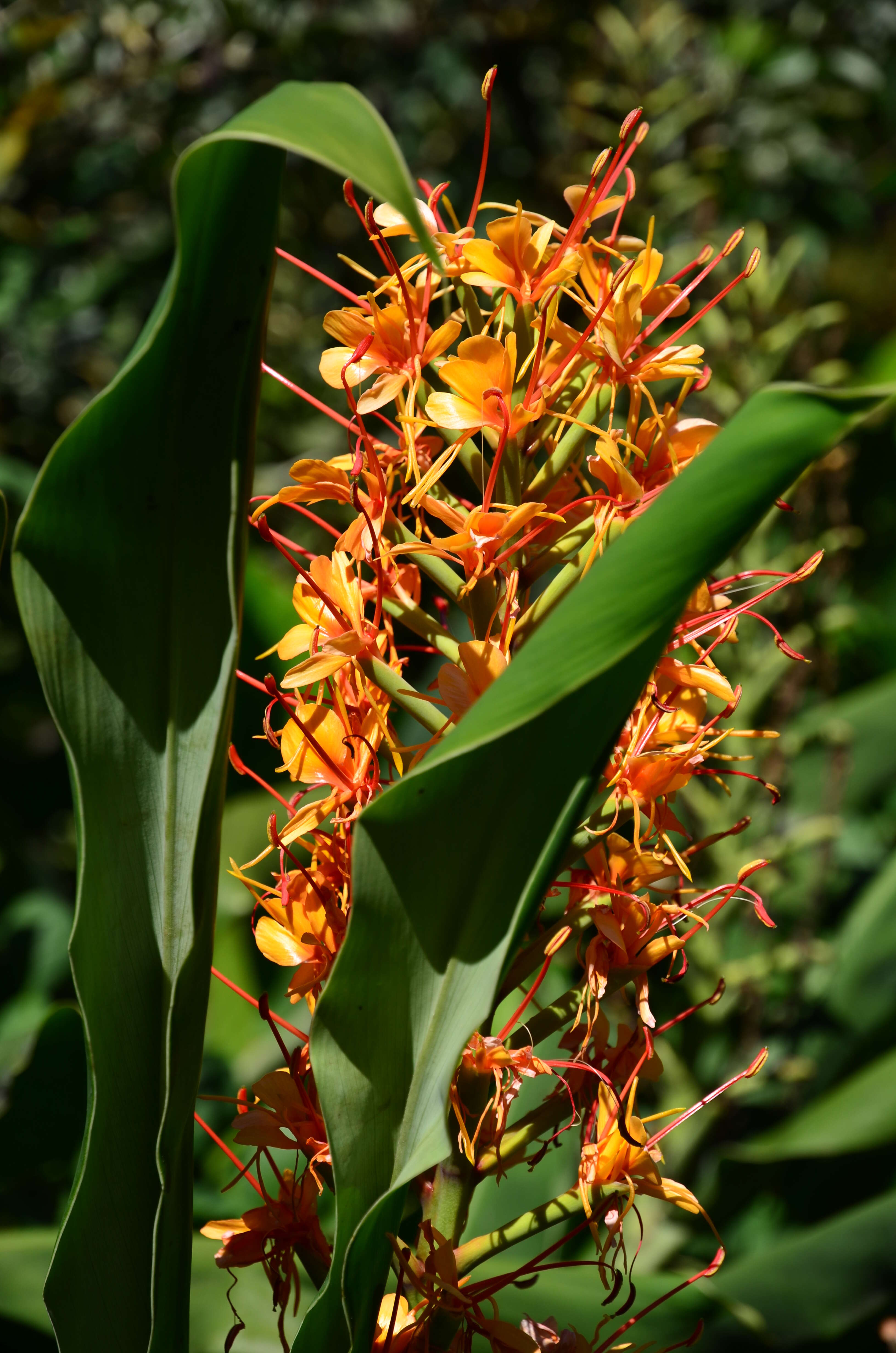 Image of Hedychium coccineum Buch.-Ham. ex Sm.