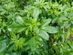 Image of Mexican Orange Blossom