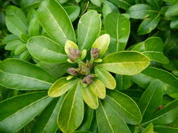 Image of Mexican Orange Blossom