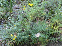 Image of Kalm's St. John's wort