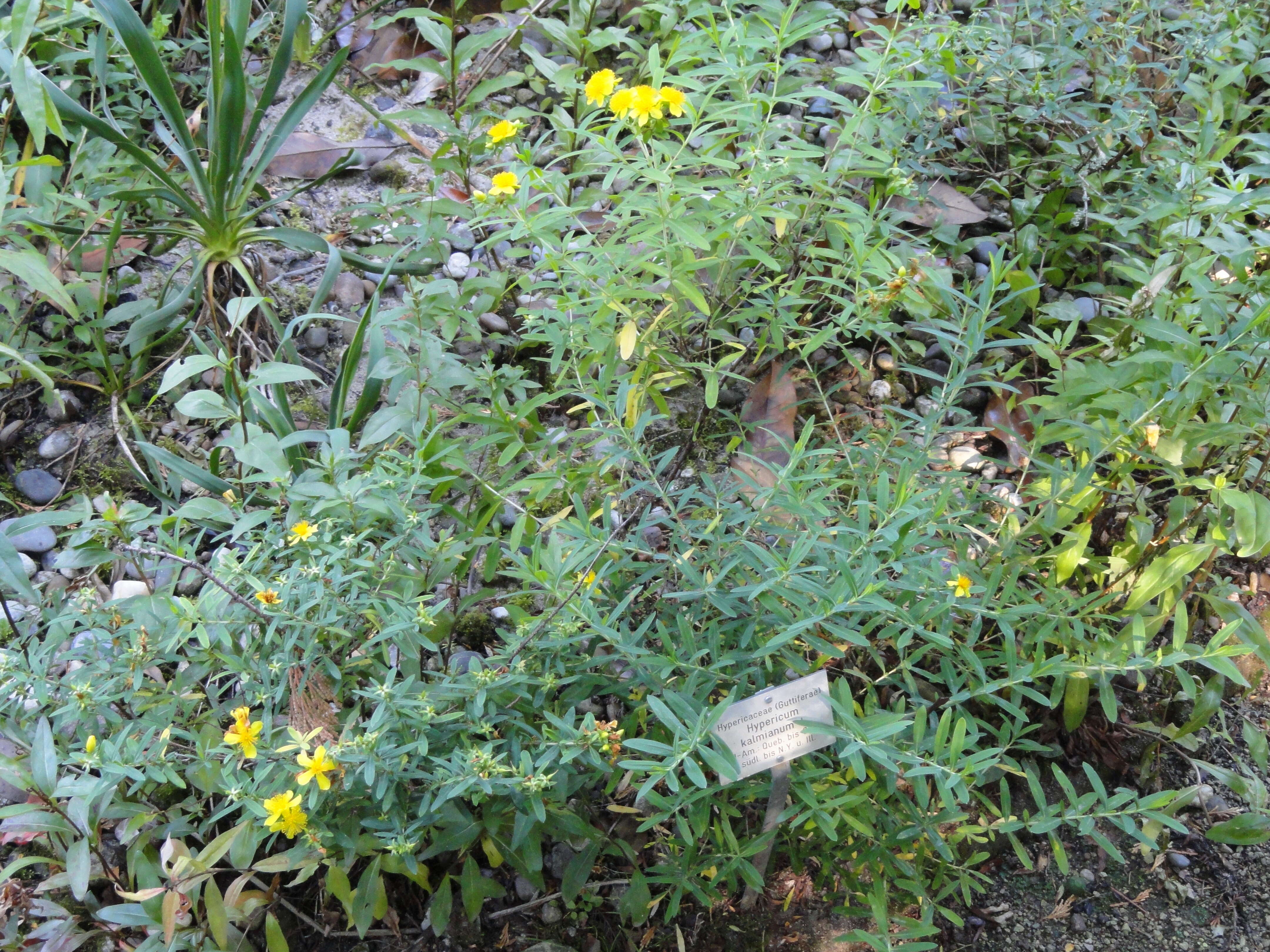 Image of Kalm's St. John's wort