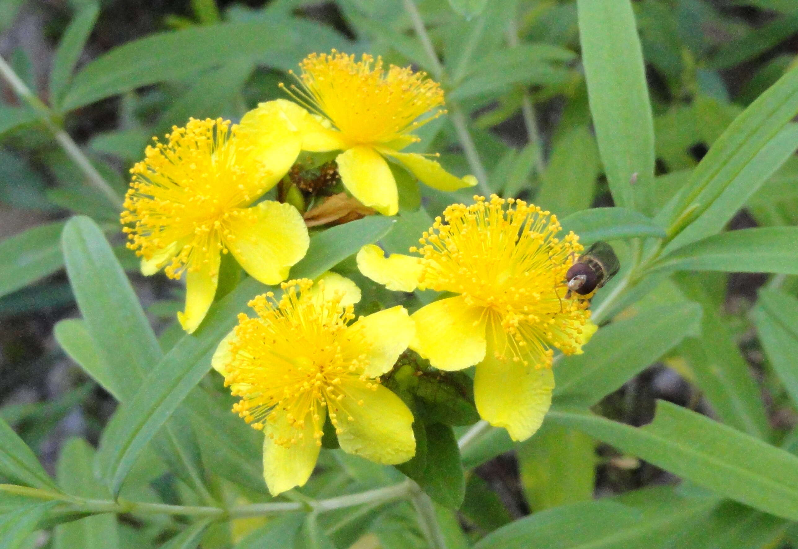 Image of Kalm's St. John's wort