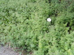 Image of Bedstraw