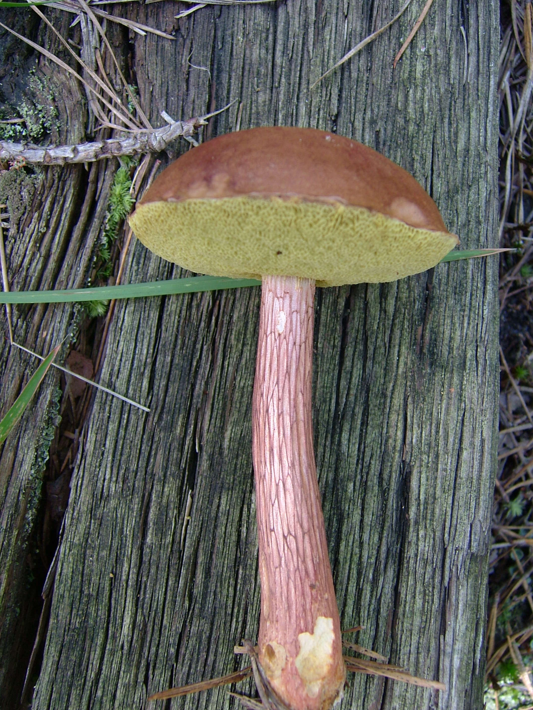 Слика од Aureoboletus projectellus (Murrill) Halling 2015