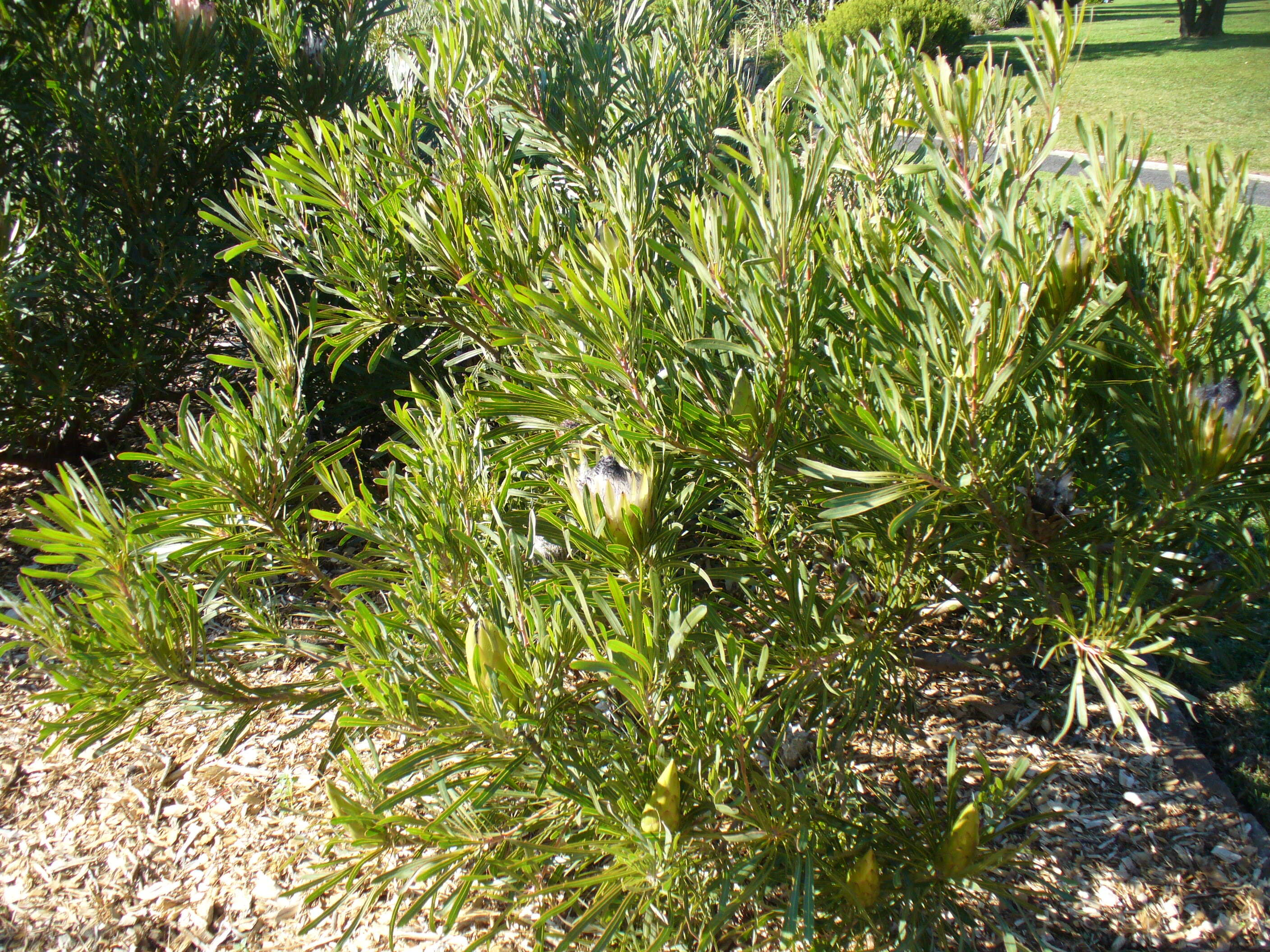 Imagem de Protea longifolia Andr.