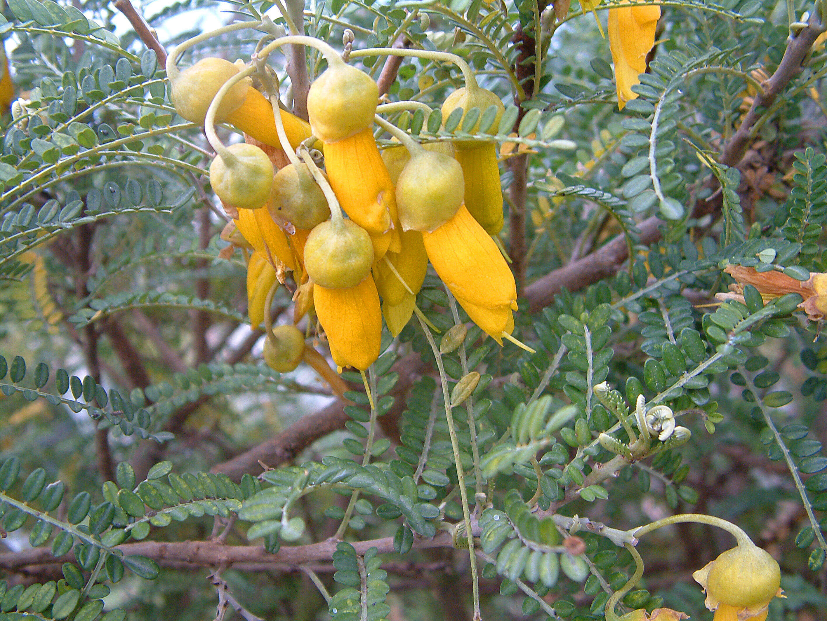 Image of Sophora molloyi Heenan & de Lange