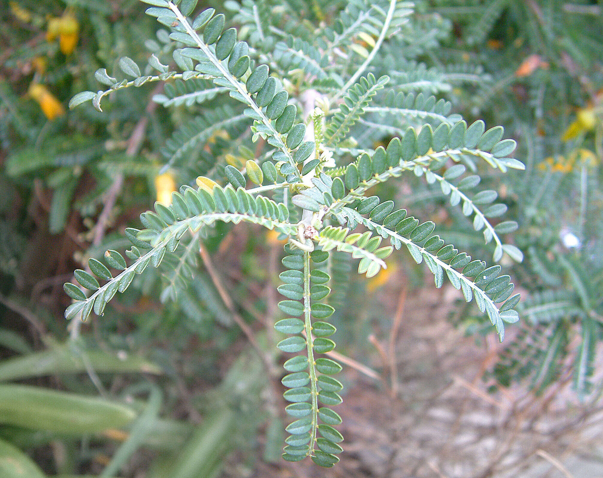 Image of Sophora molloyi Heenan & de Lange