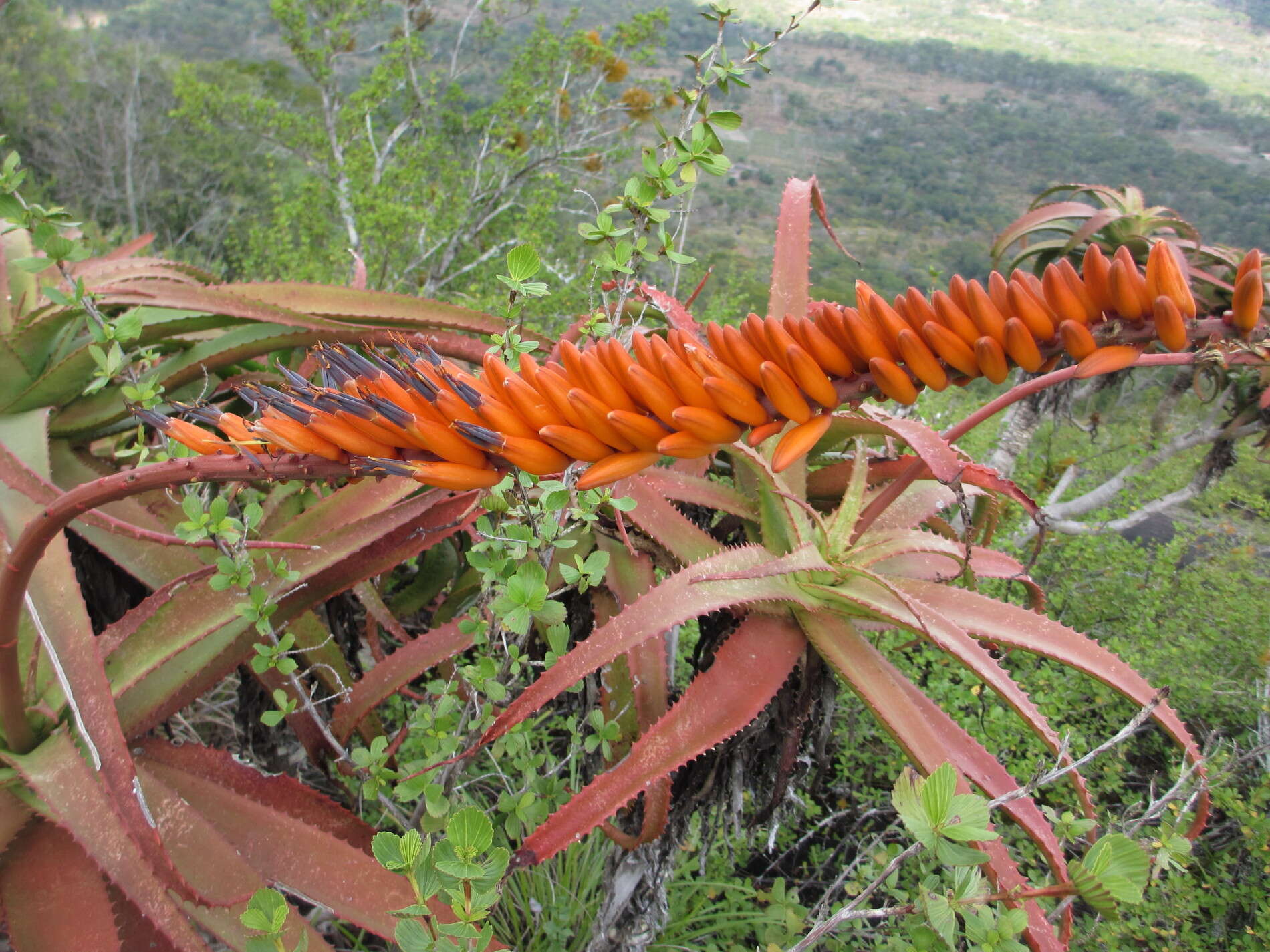 Image of Aloe mawii Christian