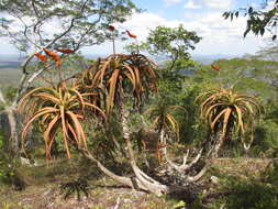 Image of Aloe mawii Christian