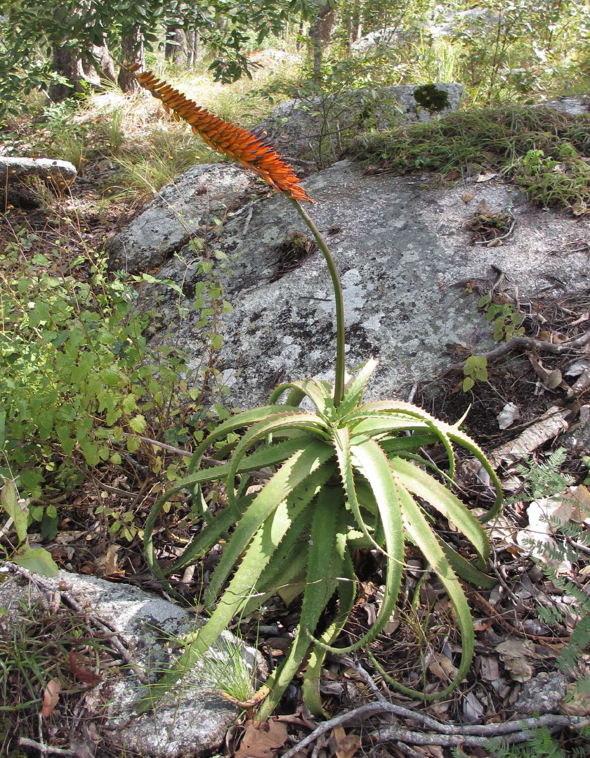 Image of Aloe mawii Christian