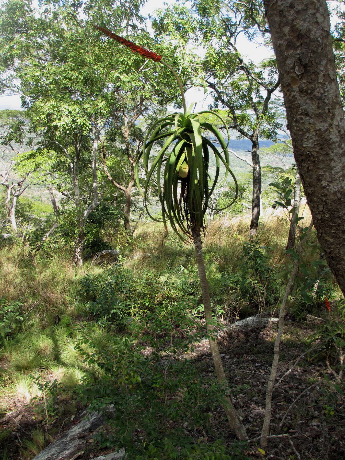 Image of Aloe mawii Christian