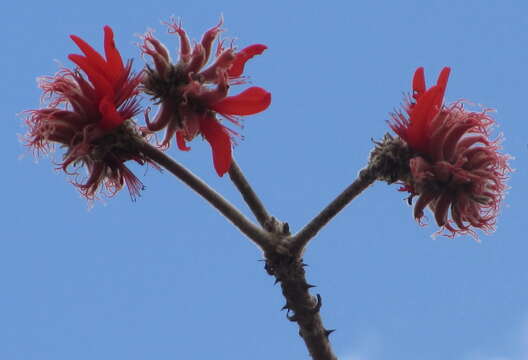 Plancia ëd Erythrina haerdii Verdc.