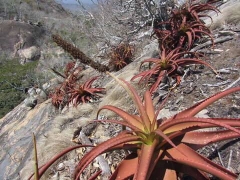 Image of Aloe mawii Christian