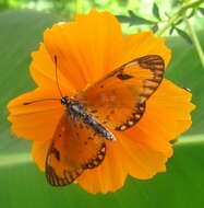 Image of Acraea eponina Cramer 1780