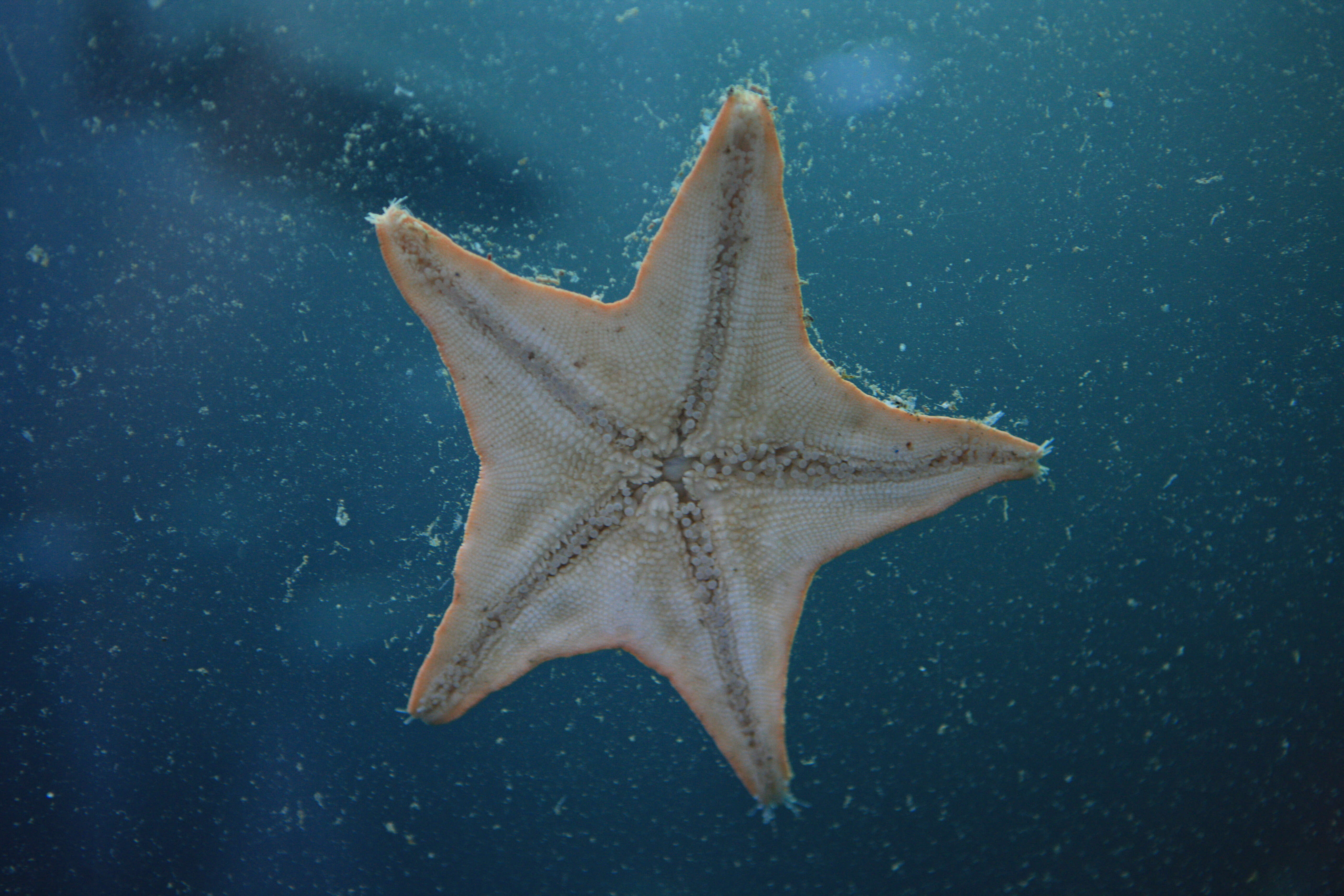 Image of Bat star