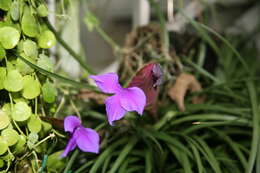 Image of Tillandsia guatemalensis