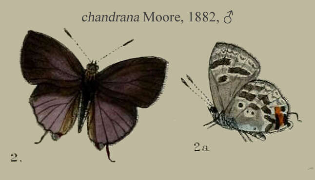 Image of Sinthusa chandrana (Moore 1882)