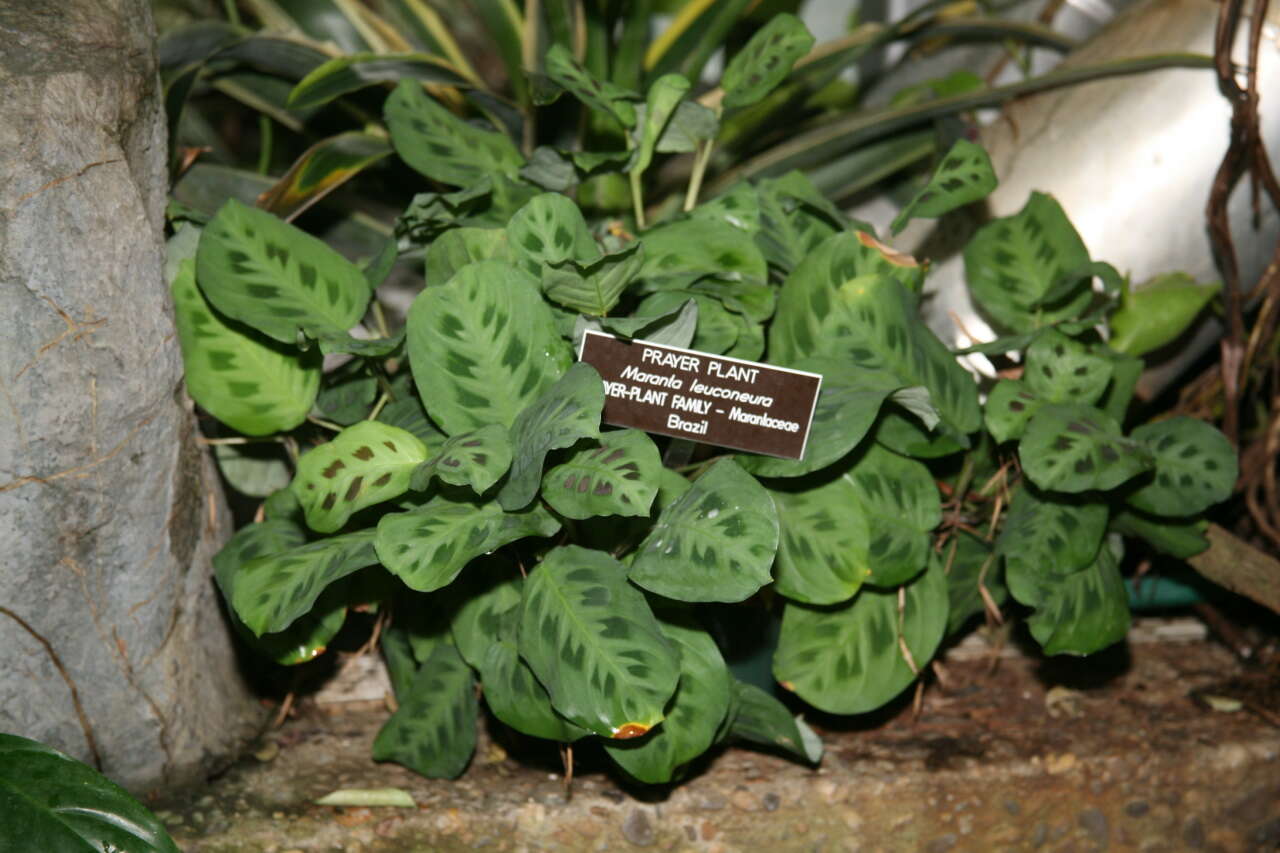 Image of prayerplant