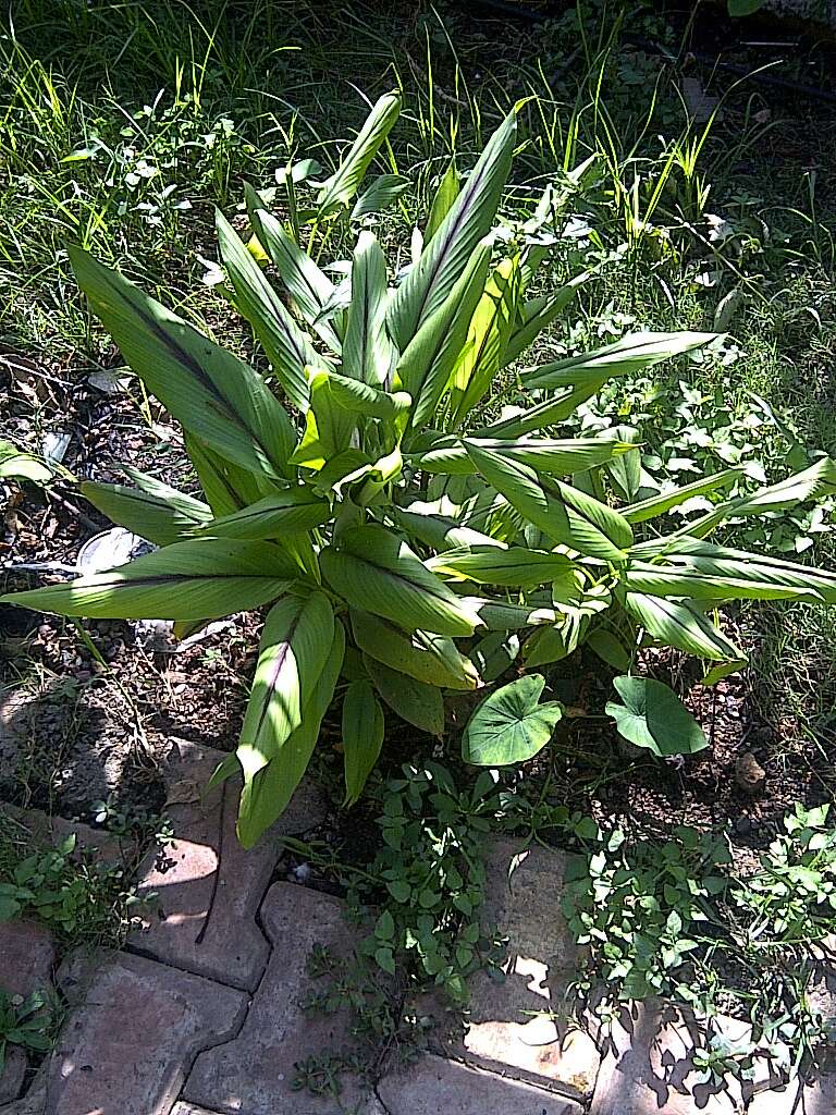 Image of Curcuma caesia Roxb.