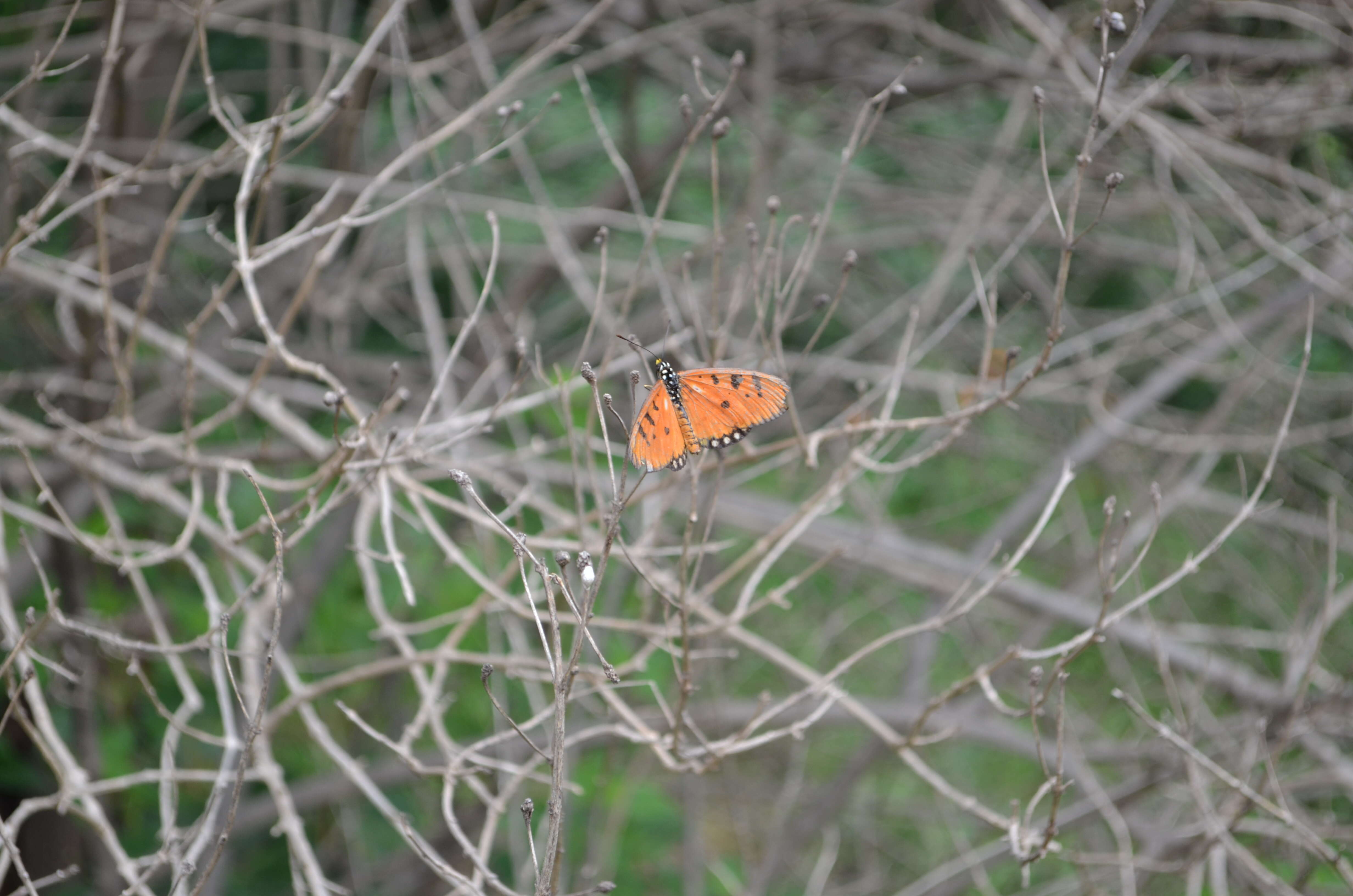 Image of Acraea terpsicore